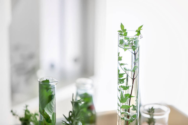 Artículos de vidrio con plantas en laboratorio
 - Foto, imagen
