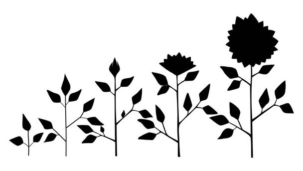 Roślina słonecznik wektor wzrost etapy sylwetka, symbole streszczenie kwiat na białym tle. Słonecznik cyklu życia. Płaski. - Wektor, obraz