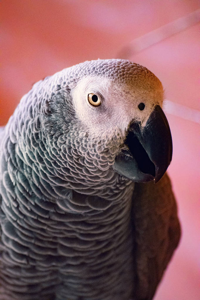 Szczegół portret szary papuga w kolorze różowym - Zdjęcie, obraz
