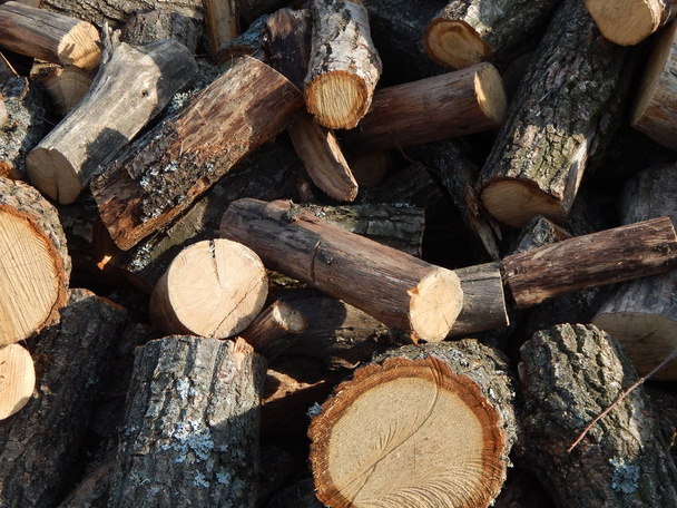 Κοπή ξύλου συνδέεται στη χώρα - Φωτογραφία, εικόνα