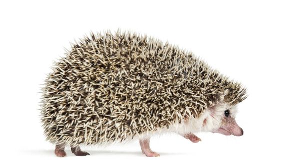 allontanarsi Hedgehog europeo di fronte a sfondo bianco
 - Foto, immagini