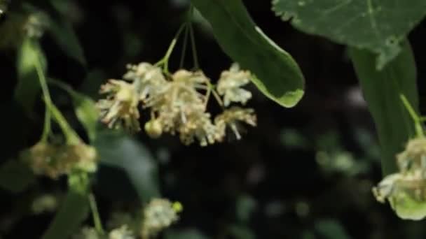 Linden flowers on a tree. Flowers of linden tree. The branches are covered with yellow flowers. Medicinal plant. Linden leaves and flowers with wind blowing. - Footage, Video