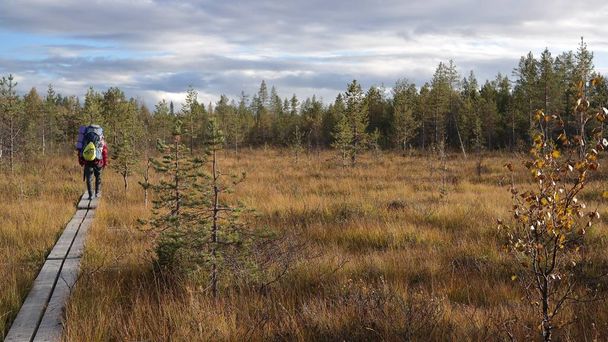 Hiking through autumn nature in Oulanka National Park, Finland - Zdjęcie, obraz
