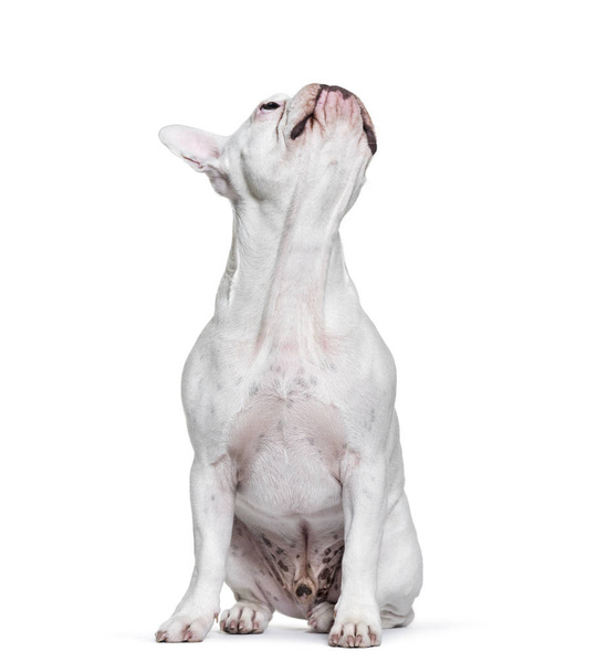 French Bulldog, 8 months old, sitting in front of white backgrou - Foto, Bild