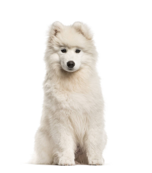 Самоед собака, 4 месяца, сидит на белом фоне
 - Фото, изображение