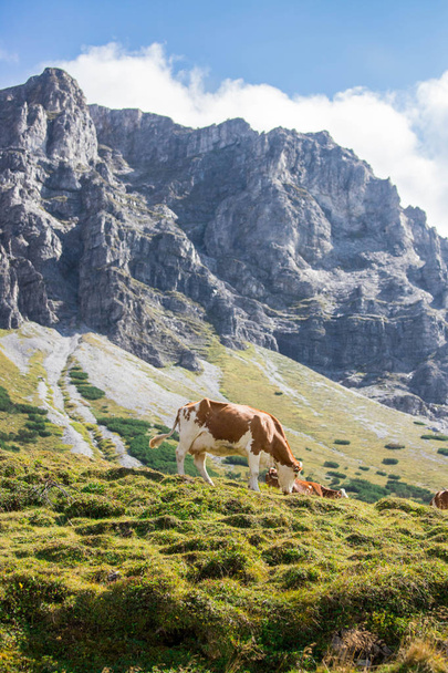 Brown cows in the alpine meadow, mountain chain in the backgroun - Foto, Imagem