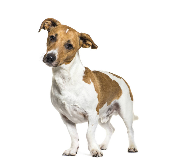 Jack Russell terrier przed białym tłem - Zdjęcie, obraz
