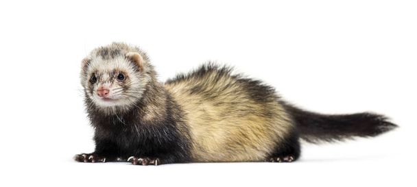 Ferret lying in front of white background - Photo, Image