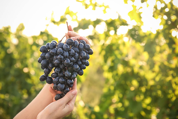 Mulher segurando cluster de uvas frescas maduras suculentas na vinha
 - Foto, Imagem