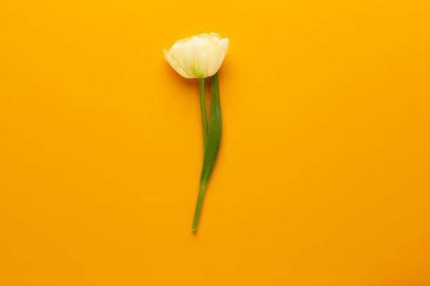 Spring flowers tulips on pastel colors background. Retro vintage - Foto, imagen