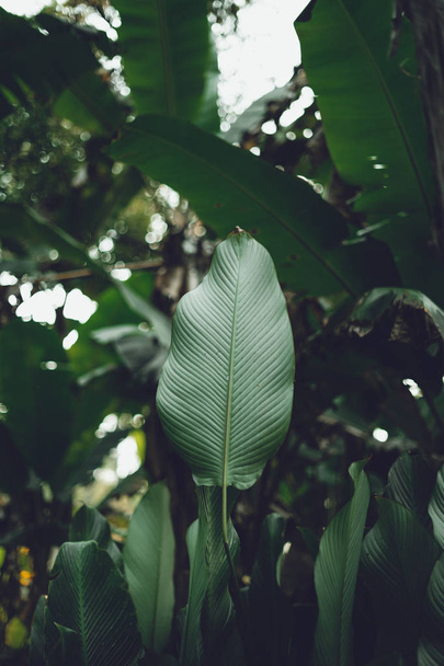 Листья зеленого темного листа в естественном лесу - Фото, изображение