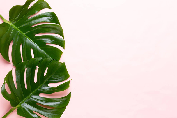 Tropical Jungle Leaf, Monstera, resting on flat surface, on peac - Φωτογραφία, εικόνα