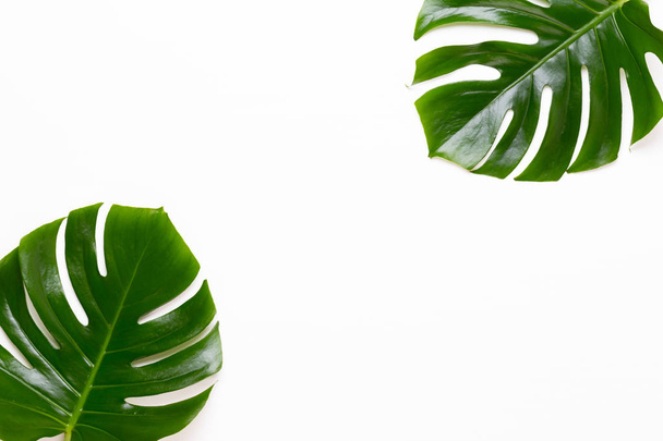 Tropical Jungle Leaf, Monstera, resting on flat surface, on whit - Photo, Image