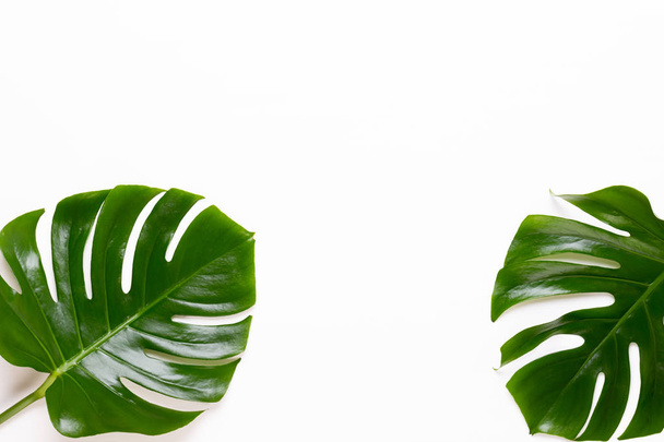 Tropical Jungle Leaf, Monstera, resting on flat surface, on whit - Foto, Imagen