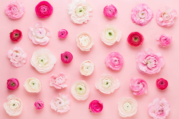 Beautiful colored ranunculus flowers on a pink  background. Spri - Foto, afbeelding