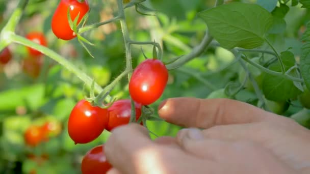 Τα χέρια του αγρότη που συλλέγονται από το θάμνο σε ώριμες ντομάτες του θερμοκηπίου - Πλάνα, βίντεο