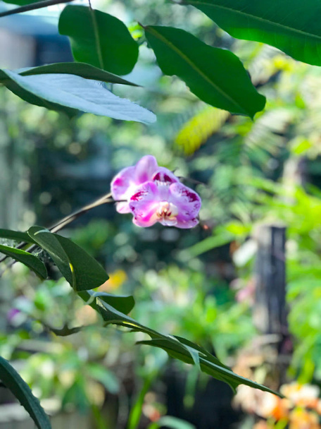 Belo jardim de orquídeas em flor
 - Foto, Imagem