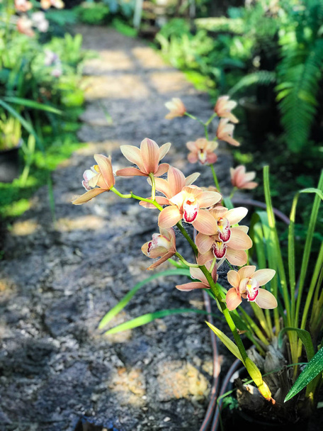 Bellissimo giardino di orchidee in fiore
 - Foto, immagini