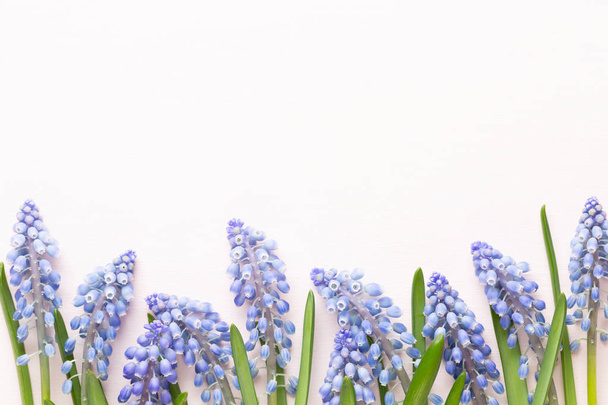 Spring blue muscari flowers. Muscari flowers on pink pastel back - 写真・画像