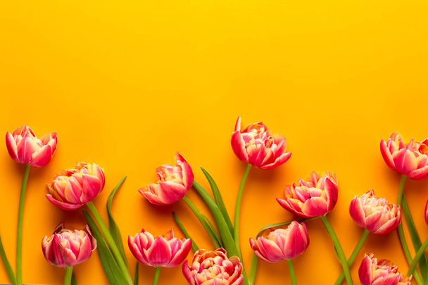 Spring flowers, tulips on pastel colors background. Retro vintag - Foto, Imagen
