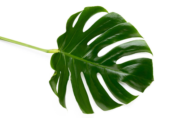 Tropical Jungle Leaf, Monstera, resting on flat surface, isolate - Photo, Image