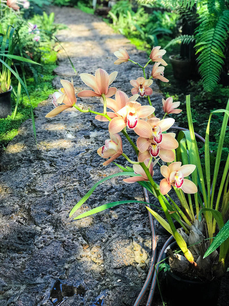 Bellissimo giardino di orchidee in fiore
 - Foto, immagini