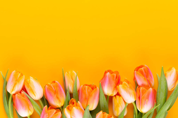 Yellow pastels color tulips on yellow background. - Foto, afbeelding