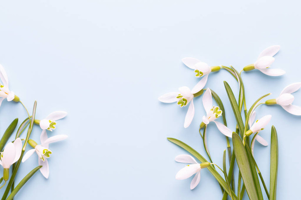 Fresh snowdrops on blue background with place for text. Spring g - Zdjęcie, obraz