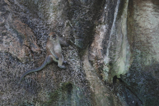 Un mono macaco sentado en una roca
 - Foto, imagen