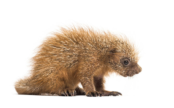 Pup prehensile-tailed porcupine, Coendou prehensilis, isolated,  - Photo, Image