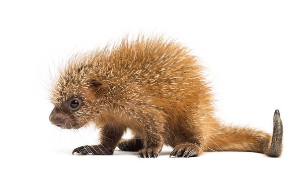 PUP chwytne tailed porcupine, Coendou prehensilis, na białym tle,  - Zdjęcie, obraz