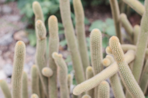 Cactus with long stem growing in a botanical garden. Desert plant - Foto, Imagem