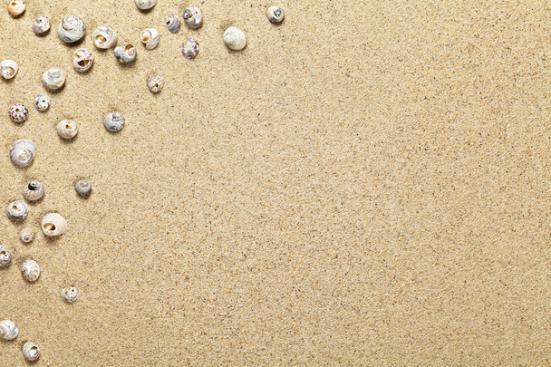 Shells On Sand - Фото, изображение