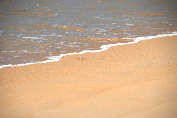 Un cangrejo en una playa que va al mar
 - Foto, imagen