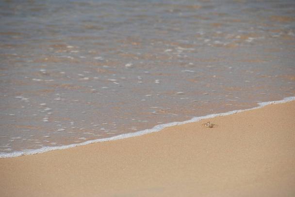 Trochę krabów na plaży pójściem do morza - Zdjęcie, obraz