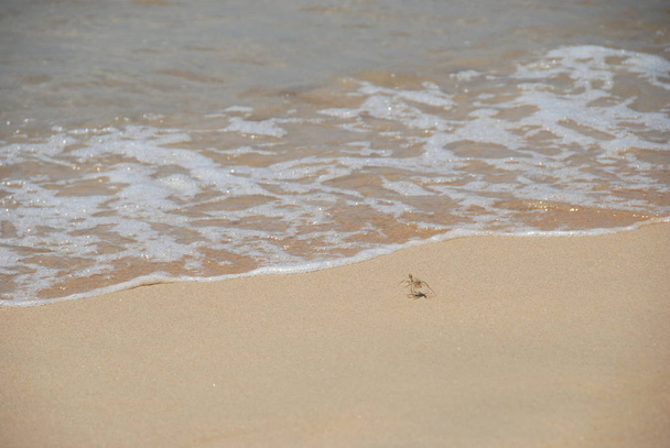 eine kleine Krabbe am Strand, die ans Meer geht - Foto, Bild