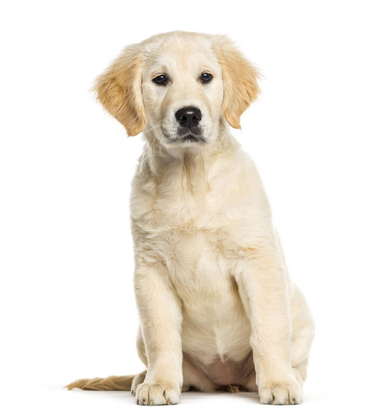 Golden Retriever, 3 months old, sitting in front of white backgr - Foto, afbeelding