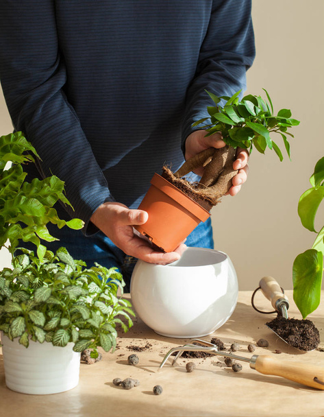 gardening, planting at home. man relocating ficus houseplant - Foto, immagini