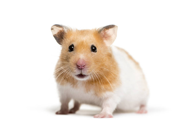 Gouden Hamster voor witte achtergrond - Foto, afbeelding