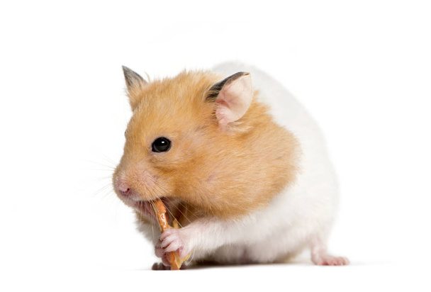 Golden Hamster eating in front of white background - Photo, Image