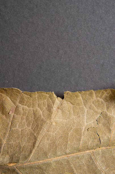 Dry brown leaf on black background. Close-up, macro of an autumn leaf. - Fotografie, Obrázek