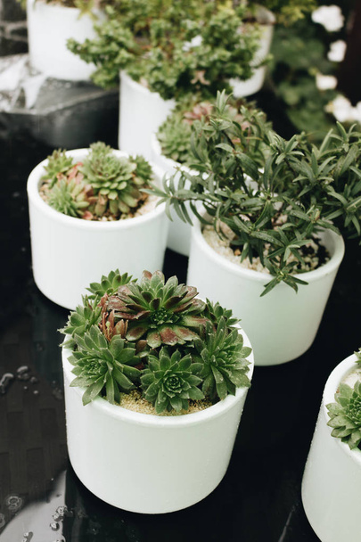 beautiful small green succulents growing in white pots - Photo, Image
