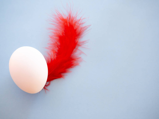 Een ei met rode veren op een pastel blauwe achtergrond - Foto, afbeelding