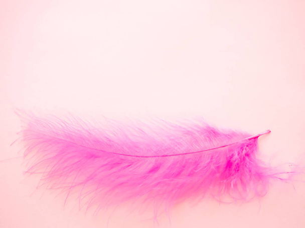 Pluma rosa sobre fondo rosa pastel
 - Foto, Imagen