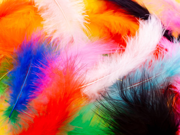 Many feathers dyed in various colors - Photo, Image