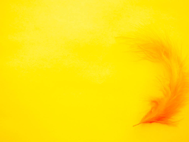 Pluma naranja sobre fondo amarillo
 - Foto, imagen