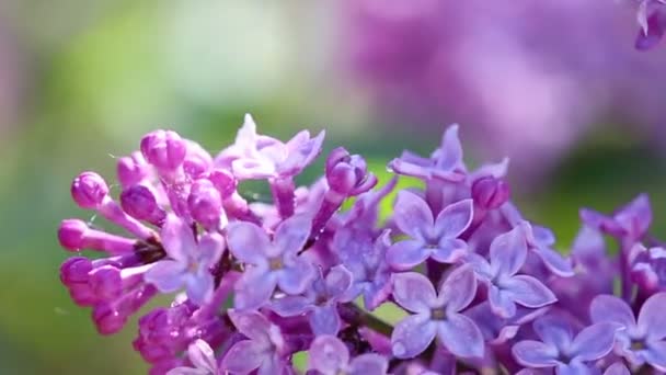 Close-up van de bloeiende lila . - Video