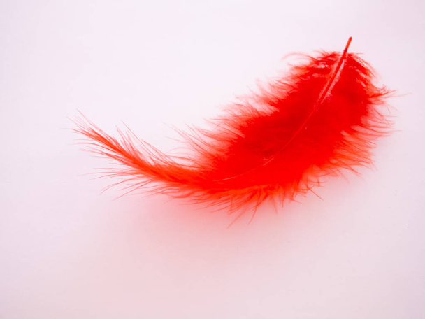 パステル ピンクの背景の赤い羽根 - 写真・画像