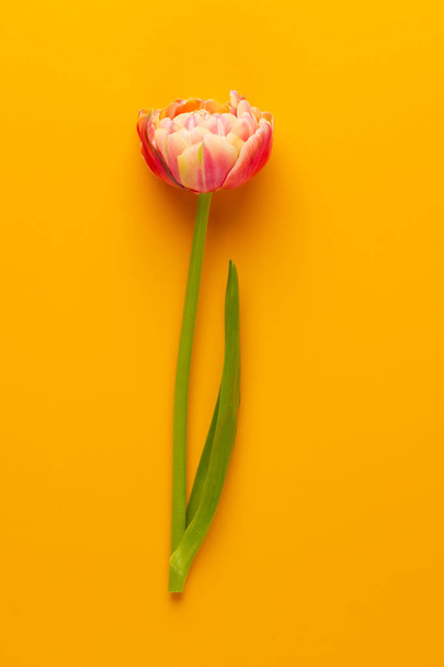 Pink tulips on yellow background. Spring greeting card.Retro vin - 写真・画像