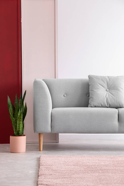 Plant next to grey couch with cushion in red and white loft interior with pink carpet. Real photo - Foto, Bild